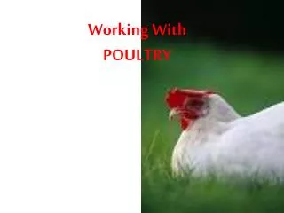 Working With POULTRY