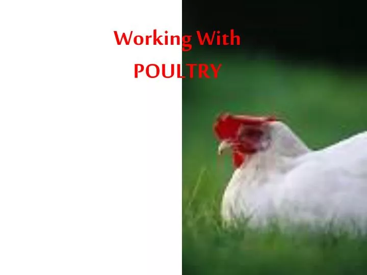 working with poultry