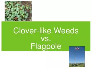 Clover-like Weeds vs. Flagpole