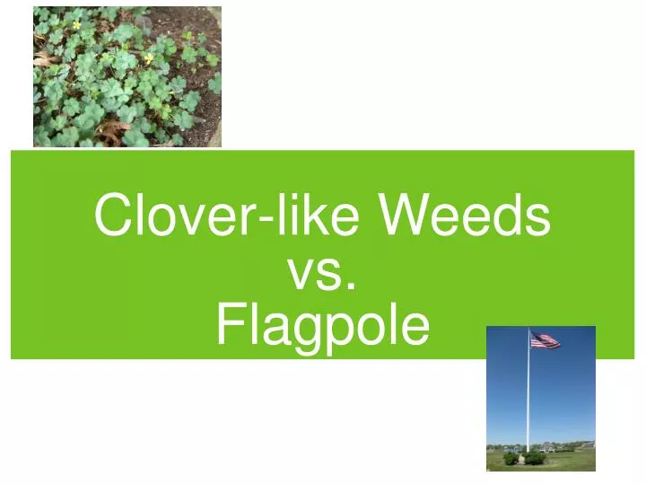 clover like weeds vs flagpole