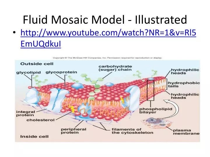 fluid mosaic model illustrated