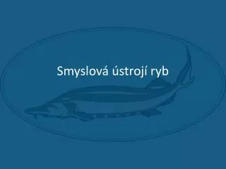 smyslov stroj ryb