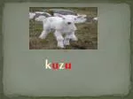 k u z u - slide 1