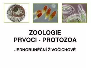 zoologie prvoci protozoa