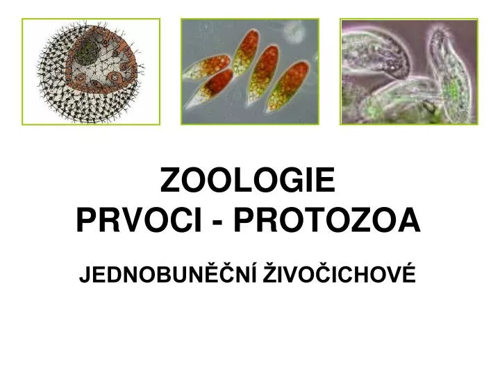 zoologie prvoci protozoa