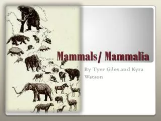 Mammals/ Mammalia