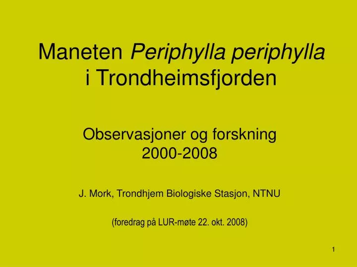 maneten periphylla periphylla i trondheimsfjorden