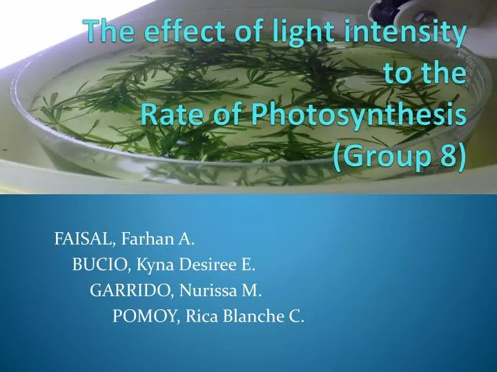 the effect of light intensity to the rate of photosynthesis group 8