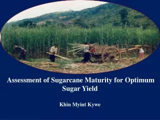Assessment of Sugarcane Maturity for Optimum Sugar Yield Khin Myint Kywe