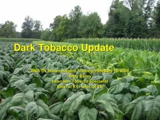Dark Tobacco Update