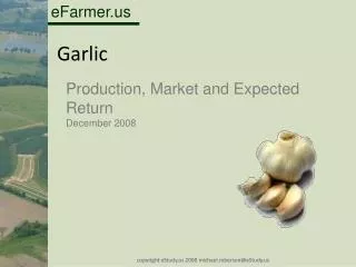 Garlic