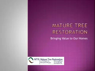 Mature Tree Restoration