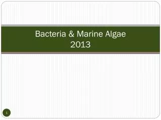 Bacteria &amp; Marine Algae 2013