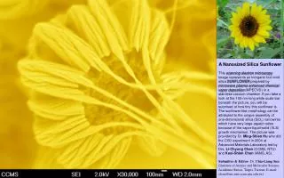 A Nanosized Silica Sunflower