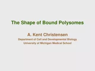 The Shape of Bound Polysomes