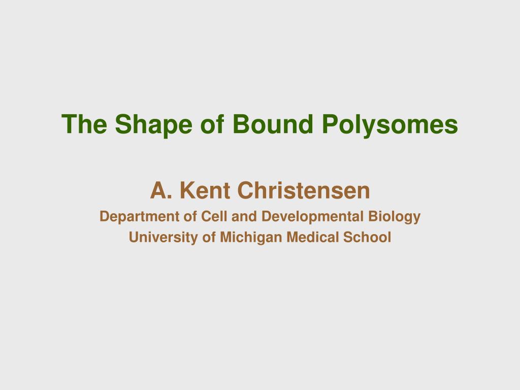 PPT - The Shape of Bound Polysomes PowerPoint Presentation, free ...