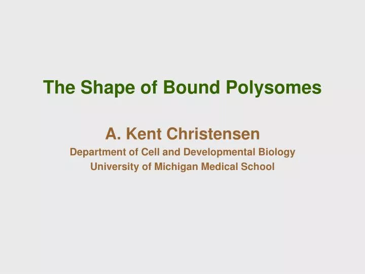 the shape of bound polysomes
