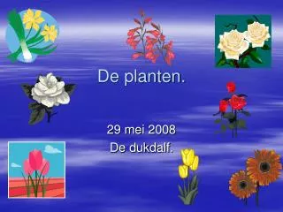 de planten