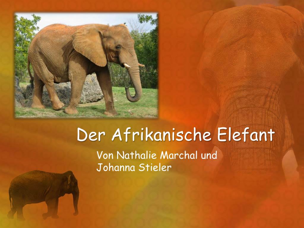 ppt-der-afrikanische-elefant-powerpoint-presentation-free-download