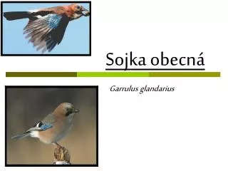 sojka obecn