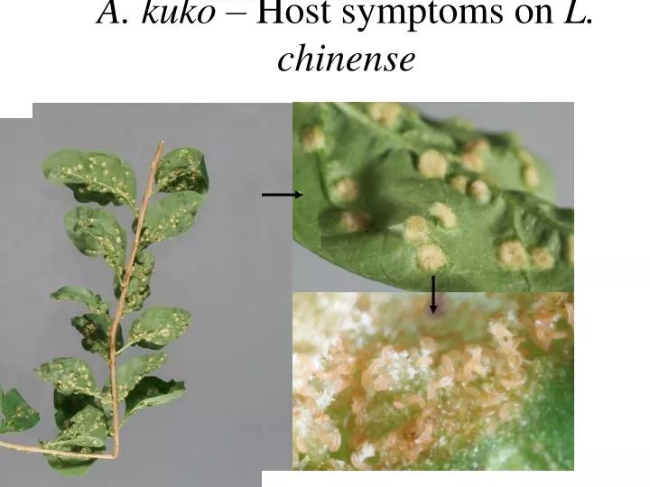 a kuko host symptoms on l chinense