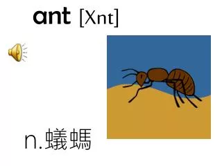 an t xnt