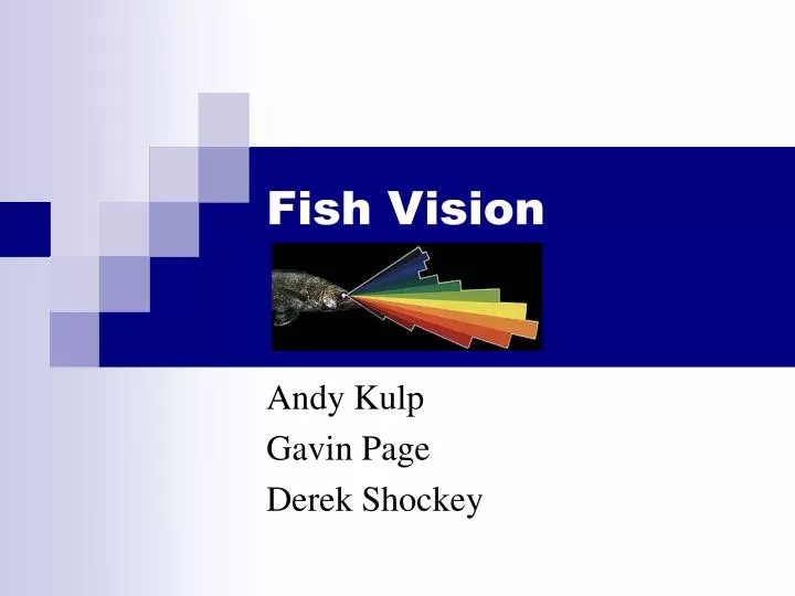 fish vision