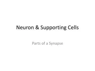 Neuron &amp; Supporting Cells