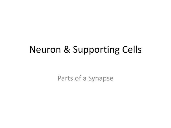 neuron supporting cells