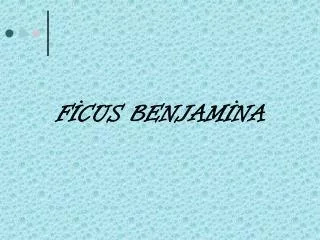 f cus benjam na