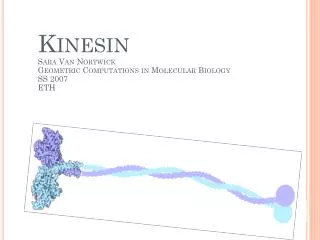 Kinesin Sara Van Nortwick Geometric Computations in Molecular Biology SS 2007 ETH