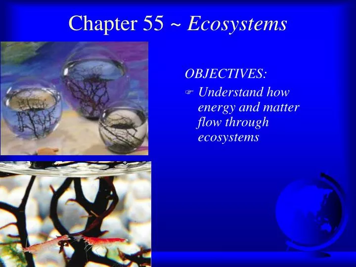 chapter 55 ecosystems