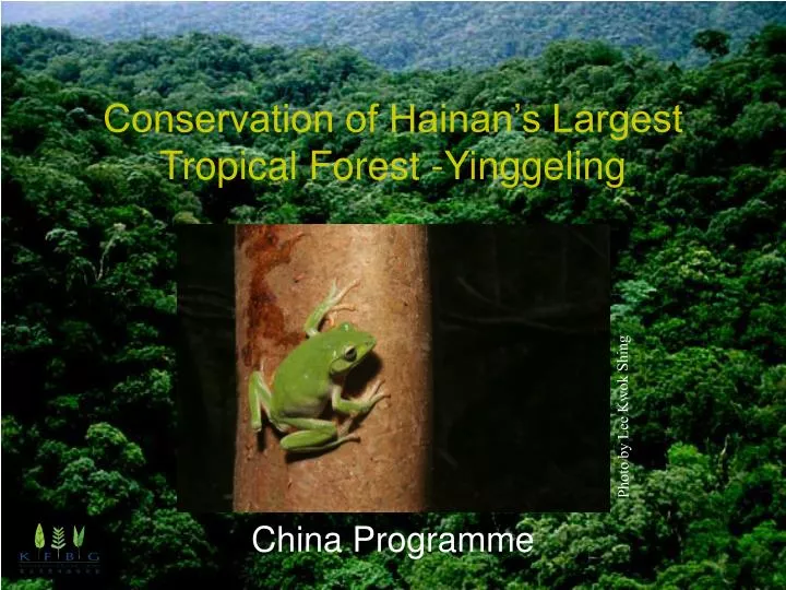conservation of hainan s largest tropical forest yinggeling
