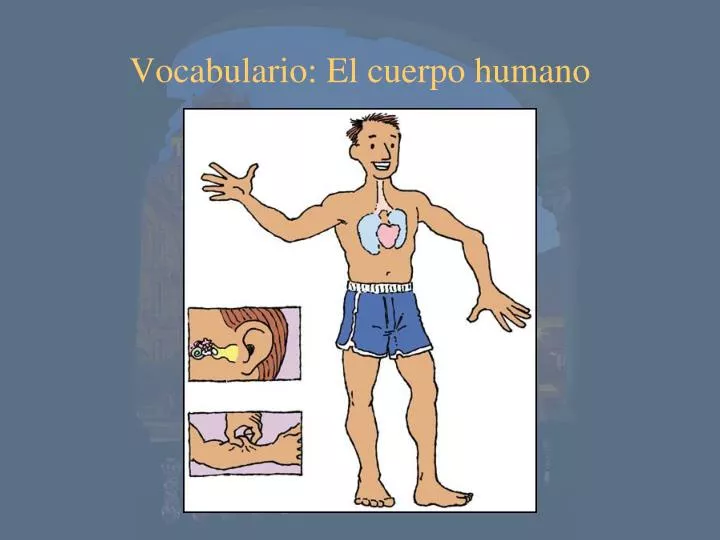 vocabulario el cuerpo humano
