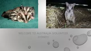 Volunteer Sydney