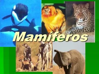 mam feros