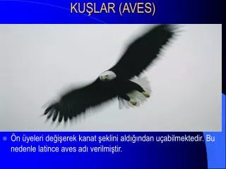ku lar aves