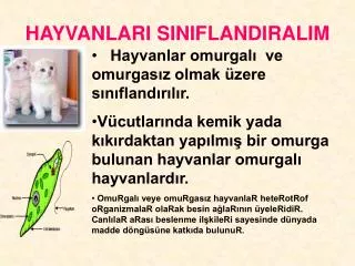 hayvanlari siniflandiralim