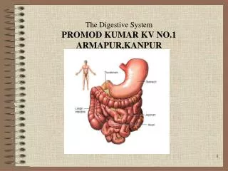 The Digestive System PROMOD KUMAR KV NO.1 ARMAPUR,KANPUR