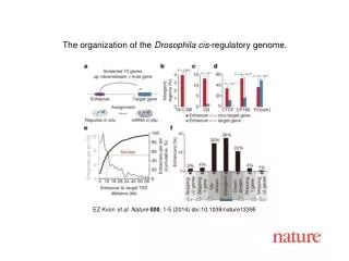 EZ Kvon et al. Nature 000 , 1-5 (2014) doi:10.1038/nature13395