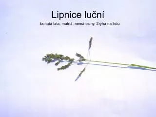 lipnice lu n
