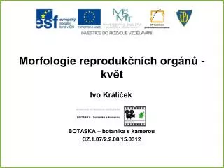 morfologie reproduk n ch org n kv t
