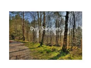 dyr i sandnes
