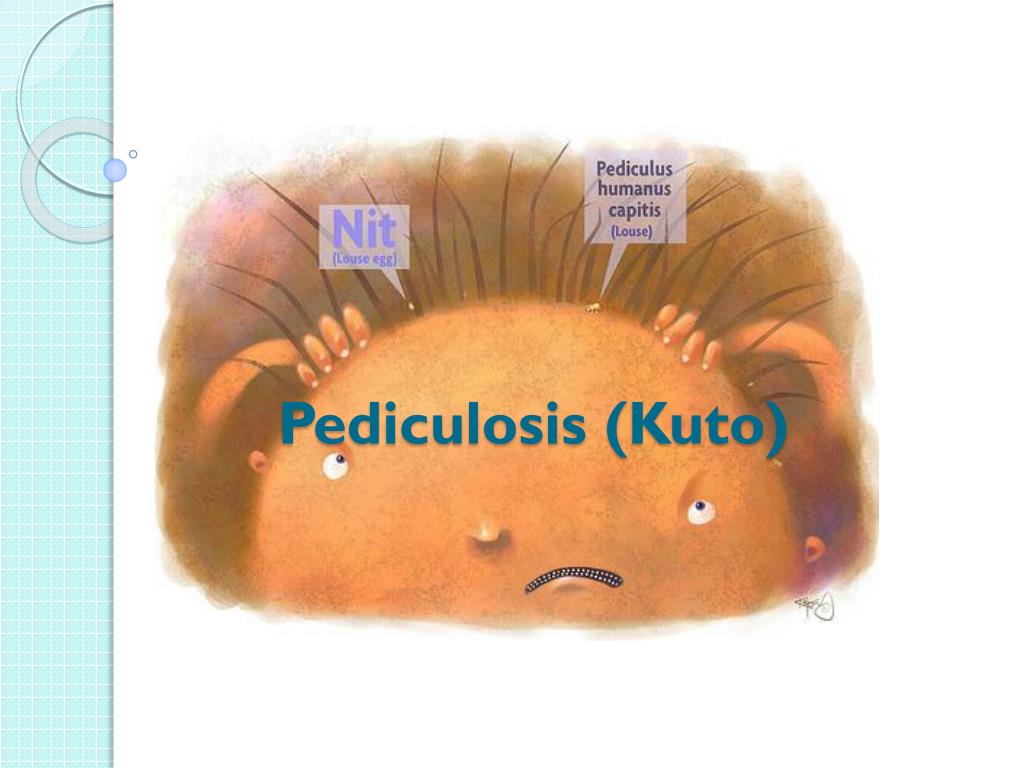 PPT - Pediculosis ( Kuto ) PowerPoint Presentation, free download - ID ...