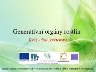 generativn org ny rostlin