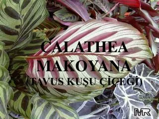 calathea makoyana tavus ku u e