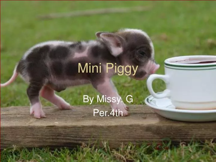 mini piggy