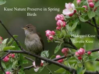 Kuse Nature Preserve in Spring Birds