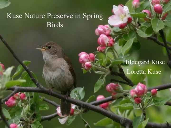 kuse nature preserve in spring birds