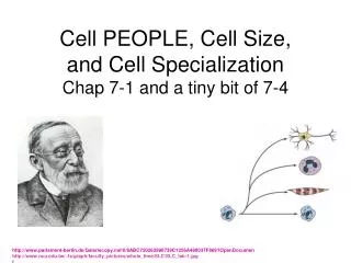 Cell PEOPLE, Cell Size, and Cell Specialization Chap 7-1 and a tiny bit of 7-4
